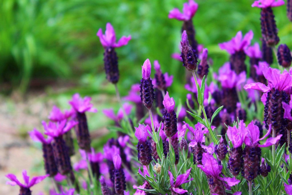 lavanda ornamentale beautycologa