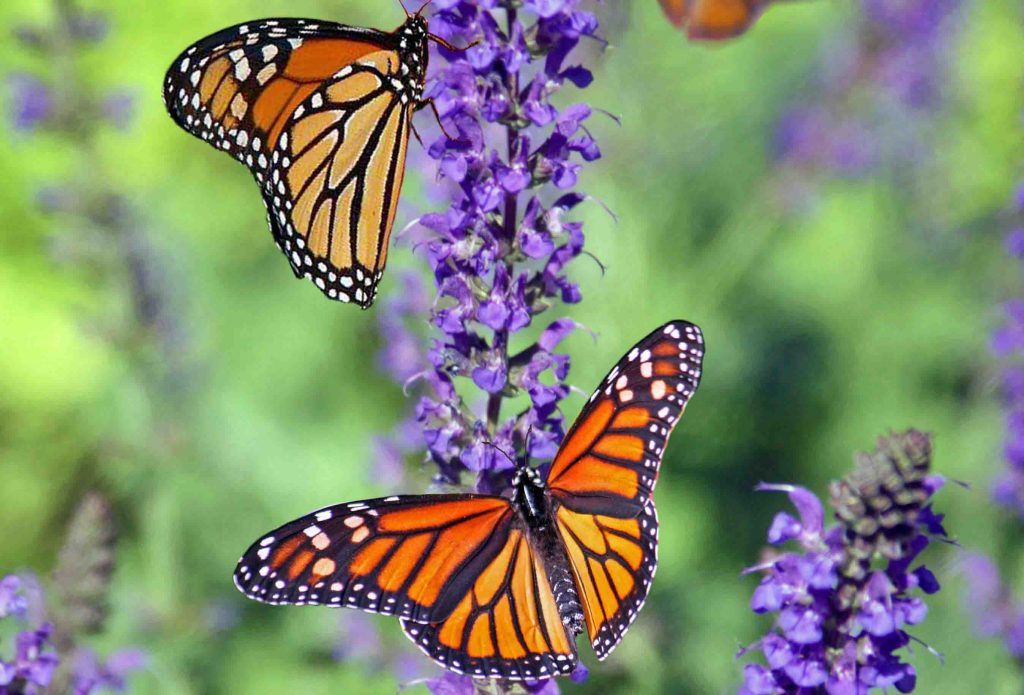 lavanda e farfalle beautycologa