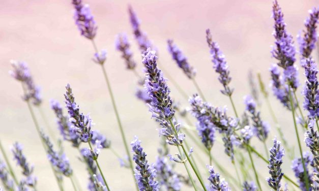 Lavanda: a tu per tu con il suo olio essenziale