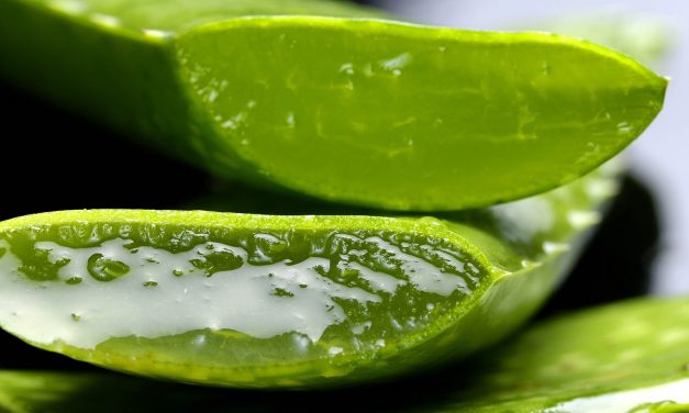 Aloe, tutta la verità su questa pianta