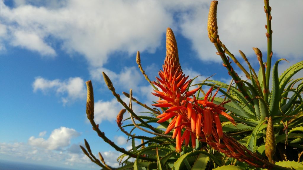 aloe vera con fiori beautycologa