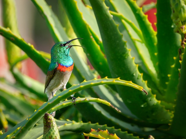 aloe vera con uccellino beautycologa