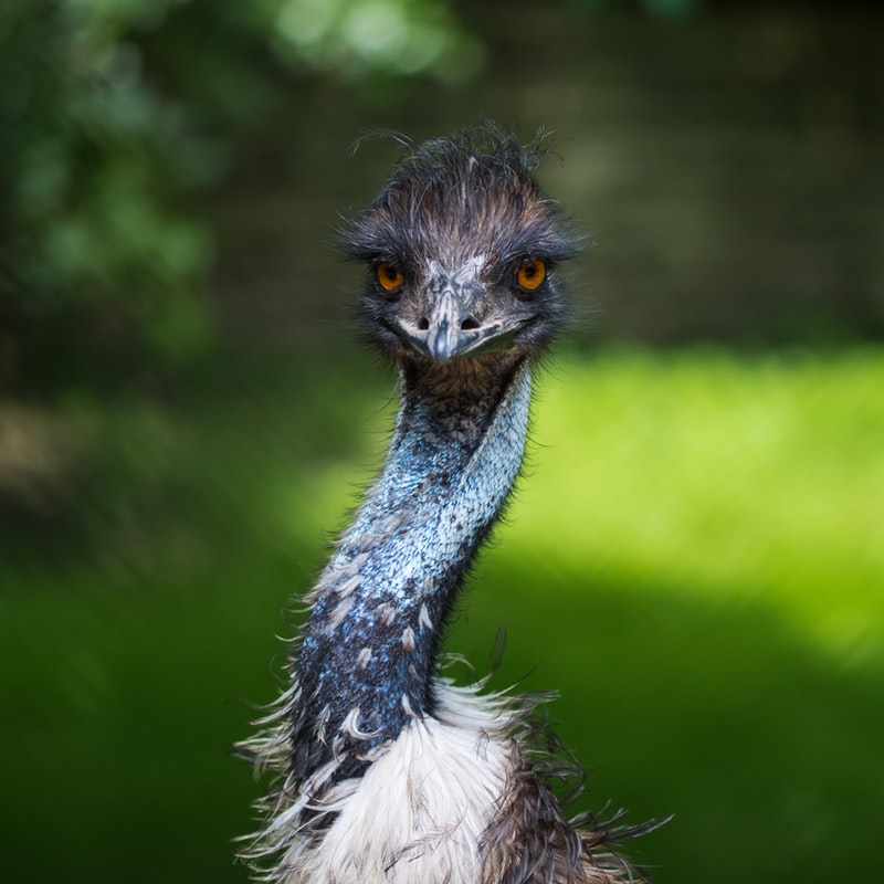 emu olio spaventoso