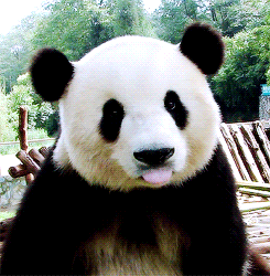 Panda con occhiaia contorno occhi