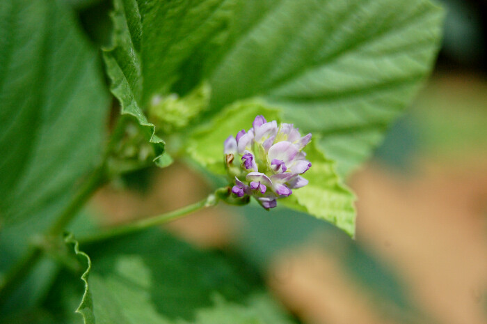 Psoralea corylifolia beautycologa