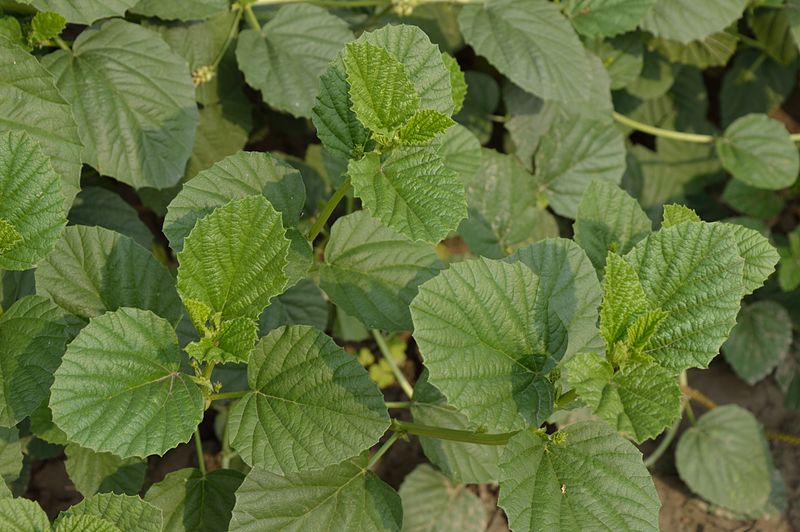 Psoralea corylifolia, beautycologa