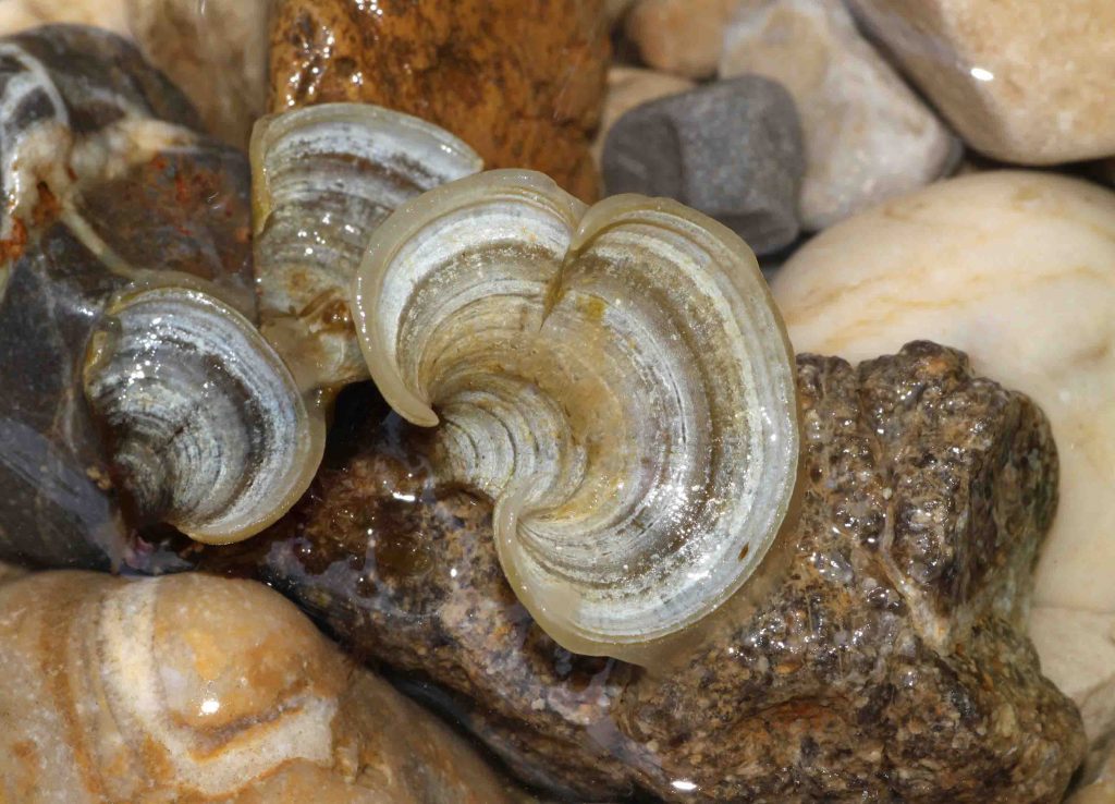 padina pavonica alga marina beautycologa