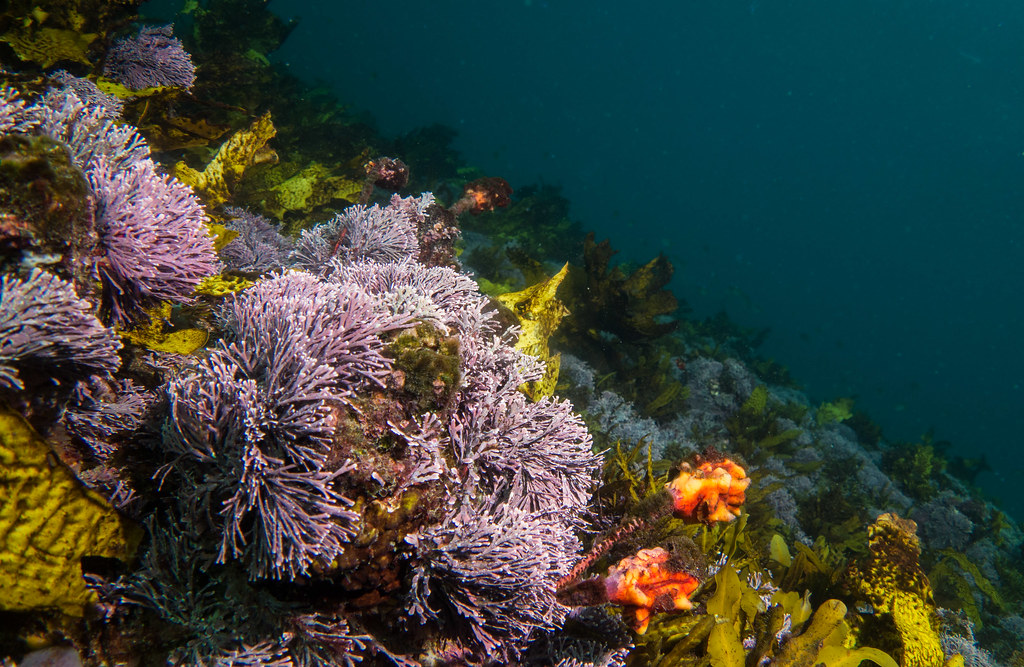 beautycologa alghe rosse