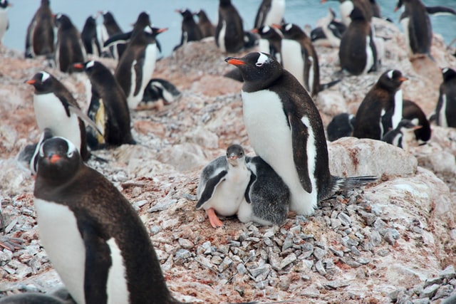 pinguino spiaggia sole vitamina d beautycologa