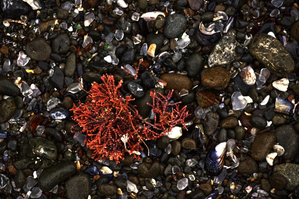 alghe rosse beautycologa