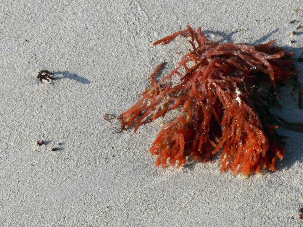 alga rossa beautycologa antipollution