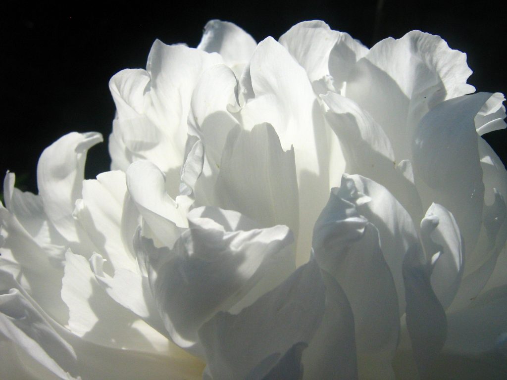 white peony beautycologa