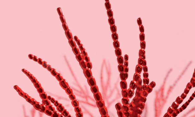Una particolare Alga Rossa: Acrochaetium Moniliforme