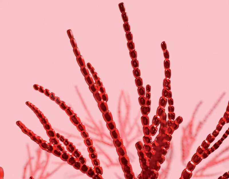 beautycologa alga rossa antipollution