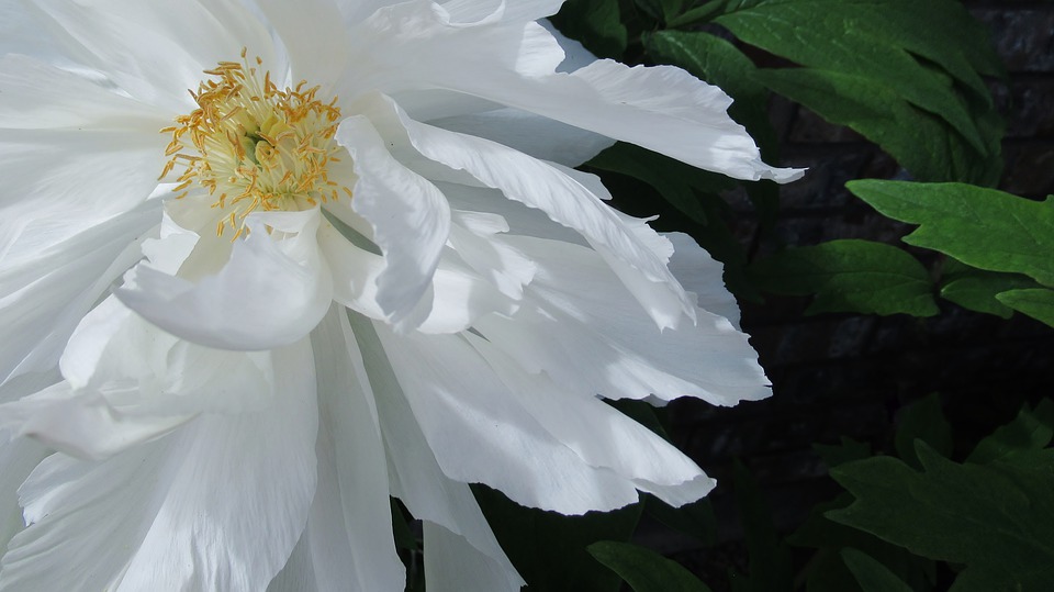 beautycologa peonia bianca white peony antipollution smog