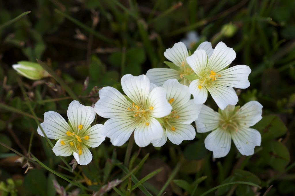 limnanthes alba meadowfoam seed oil