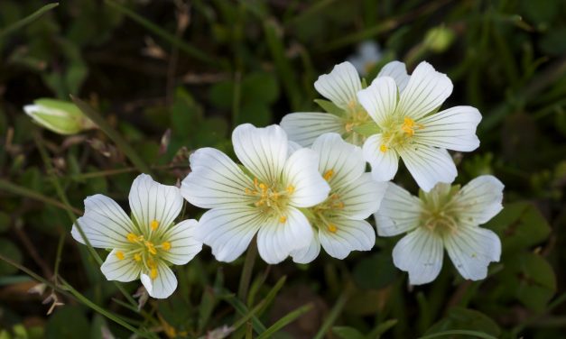 L’Olio di semi di Meadowfoam, alias Limnanthes Alba