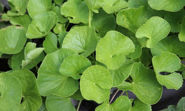 Centella Asiatica e Cica Cream