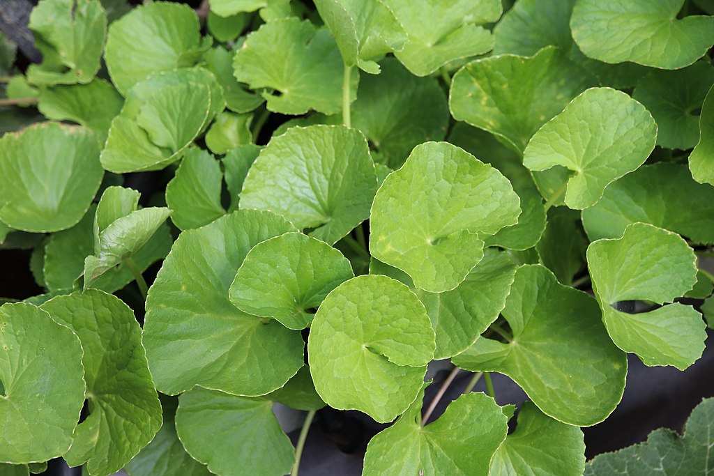 centella asiatica