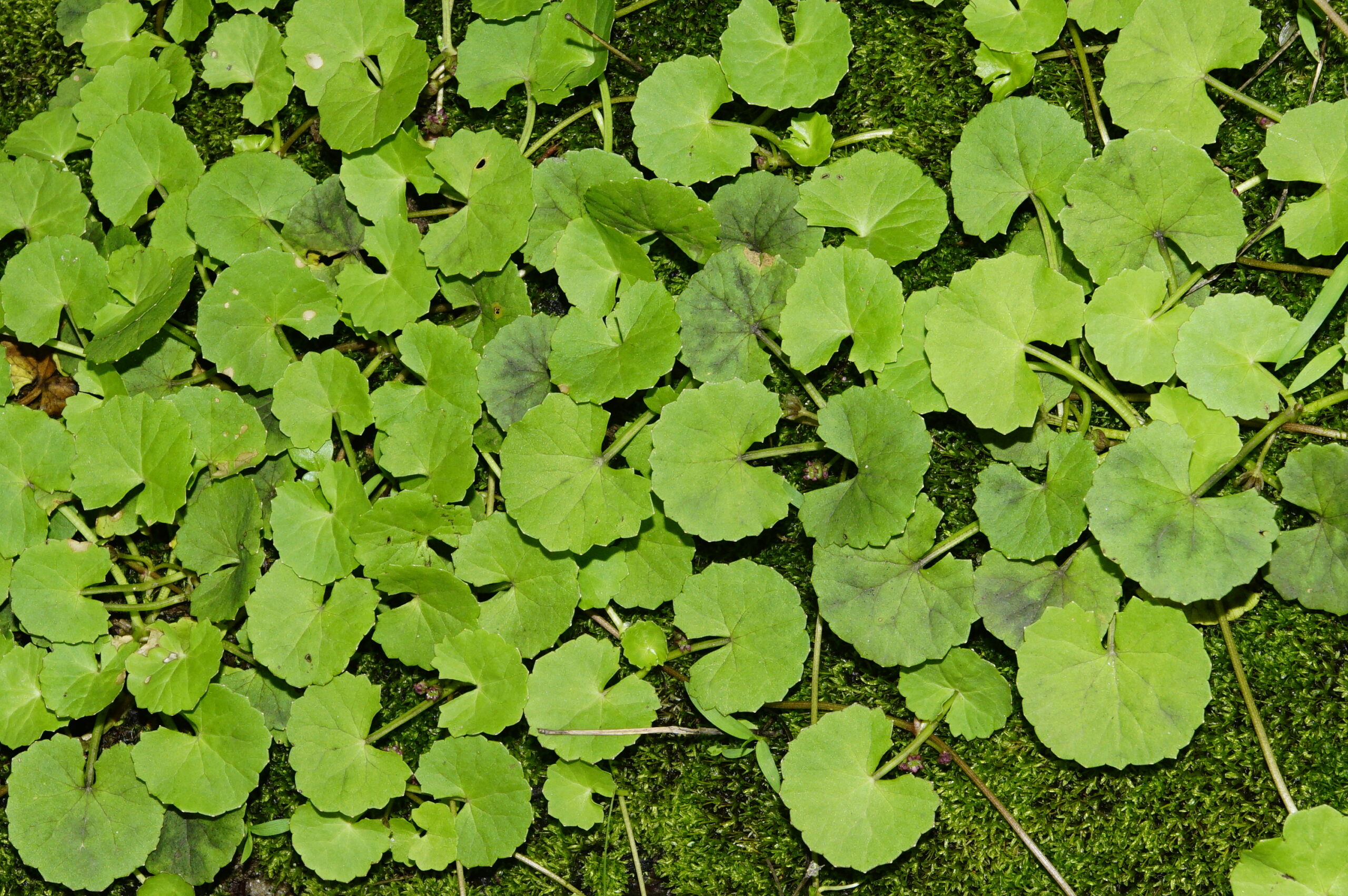 beautycologa centella cica