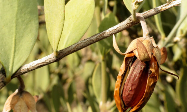 Olio di jojoba e il suo uso sulla pelle a tendenza acneica
