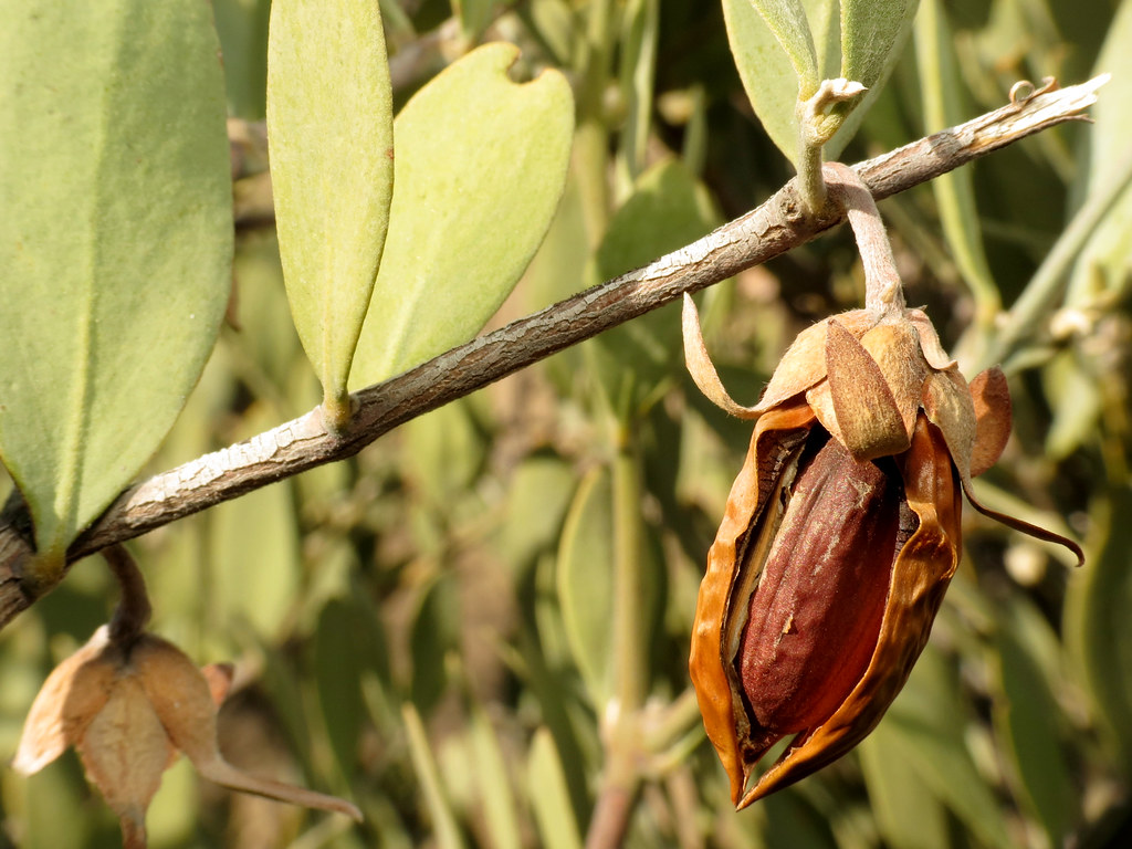 jojoba beautycologa 