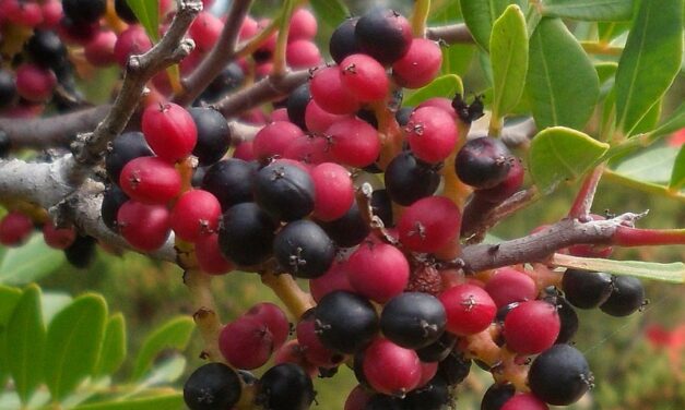 AAA Cercasi Sollievo immediato per le pelli sensibili. La risposta? Una sostanza contenuta nel Pistacia lentisco