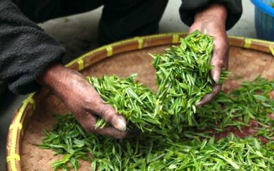 Tè verde e Epigallocatechine Gallate