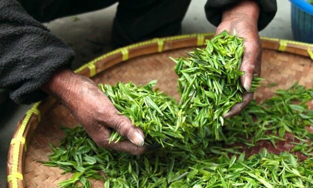 Tè verde e Epigallocatechine Gallate